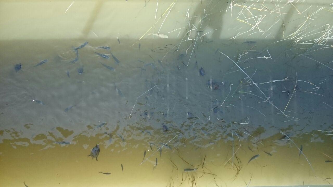 Schildkröten Jiva Beach Resort