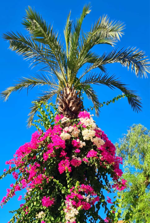 Gartenanlage Blue Dreams Resort & Spa