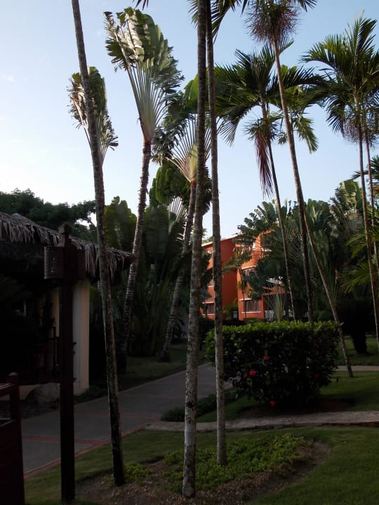 Palmen und noch mehr Palmen BelleVue Dominican Bay