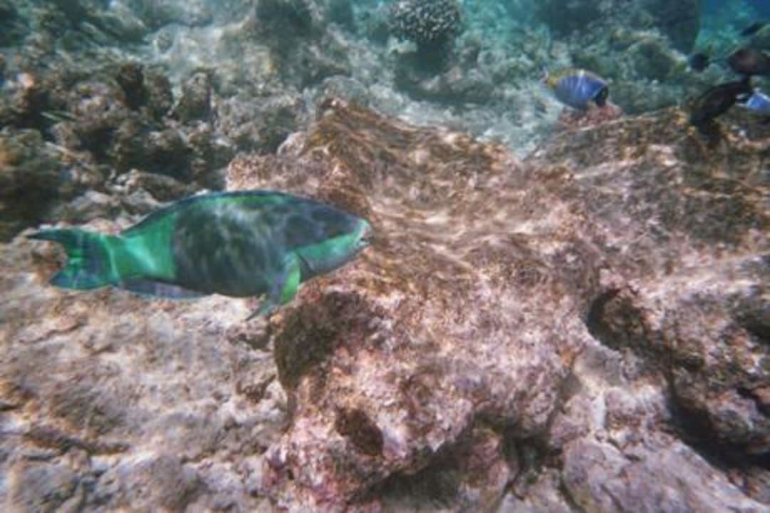 Papageienfisch Adaaran Select Meedhupparu Island Resort - Premium All Inclusive