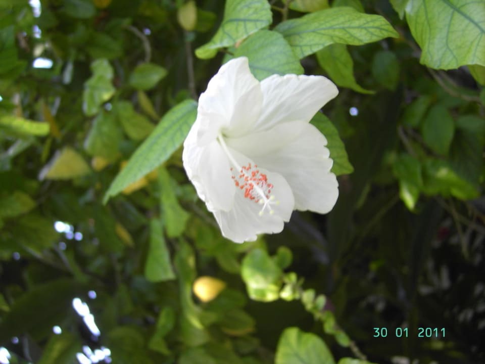 Hibiskusblüte Kuramathi Maldives