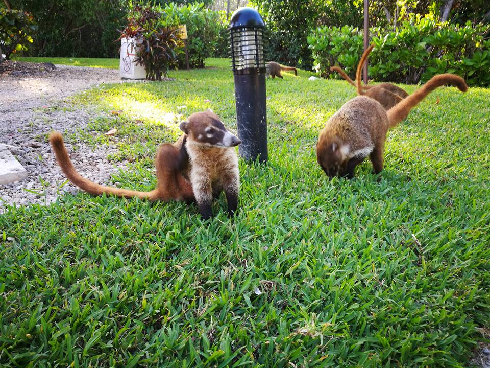 Gartenanlage BlueBay Grand Esmeralda
