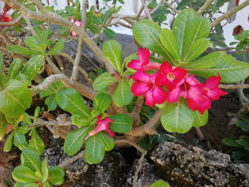 Gartenanlage Hotel Traveller's Club