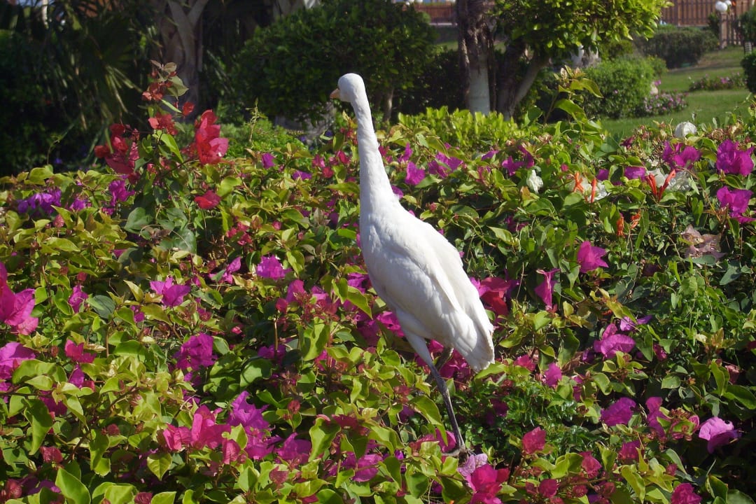 Reiher Cleopatra Luxury Resort Makadi Bay