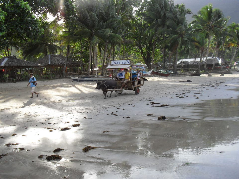 Carabao Taxi zum Hotel Daluyon Beach & Mountain Resort