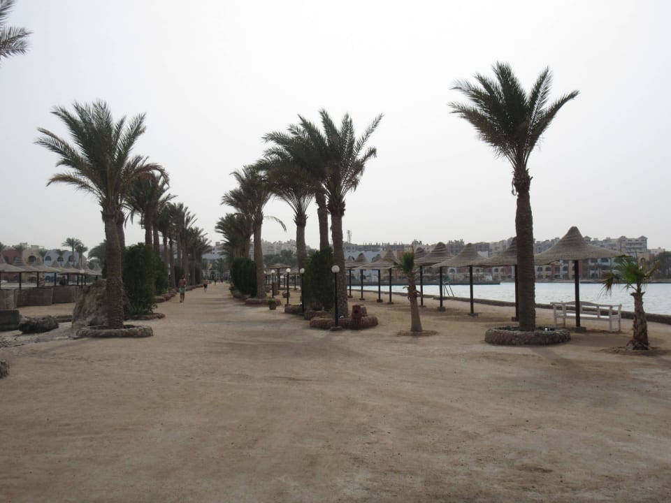 Palmen zur Insel Arabia Azur Resort
