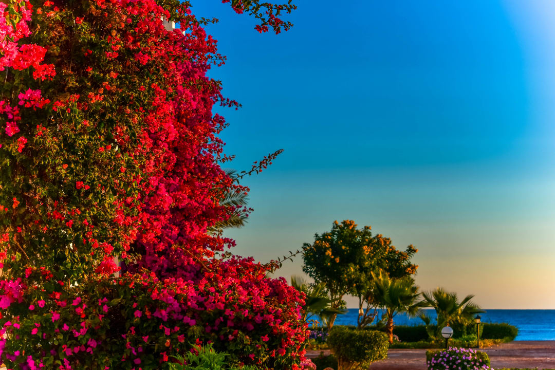 Garten Three Corners Equinox Beach Resort