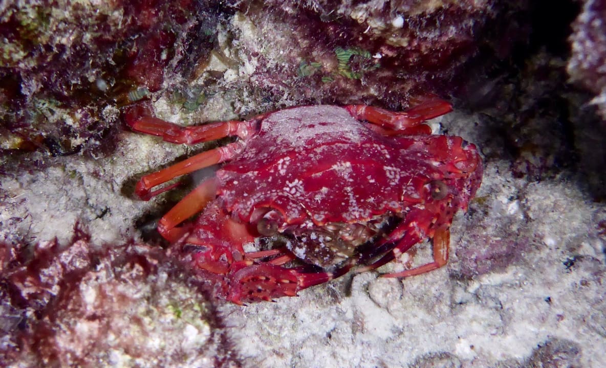 Unterwasser Biyadhoo Island Resort