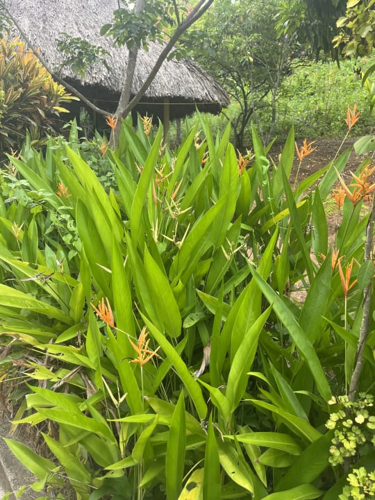 Gartenanlage Hostal Recuerdos del Tayrona
