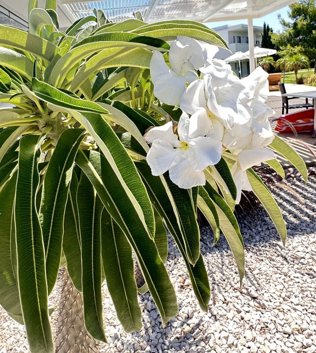 Gartenanlage Asterias Beach Resort