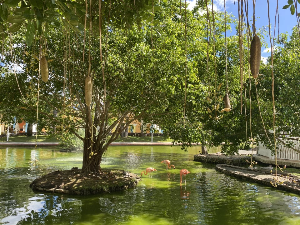 Gartenanlage Iberostar Selection Hacienda Dominicus