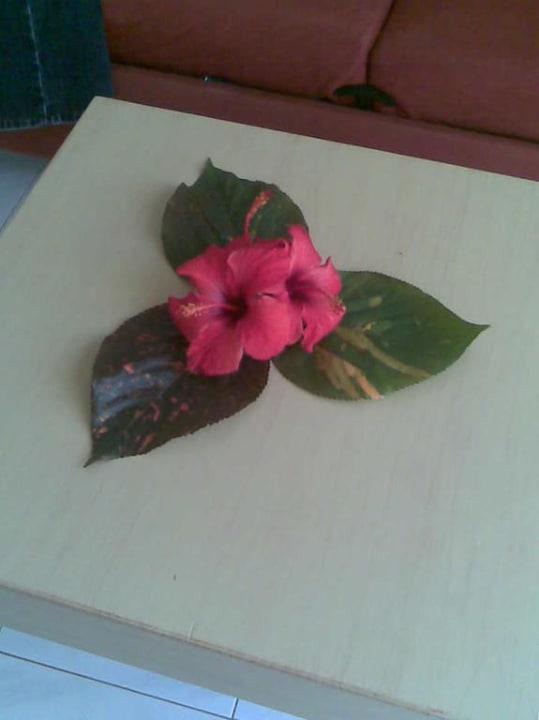 Immer nett hergerichtet SBH Hotel Taro Beach