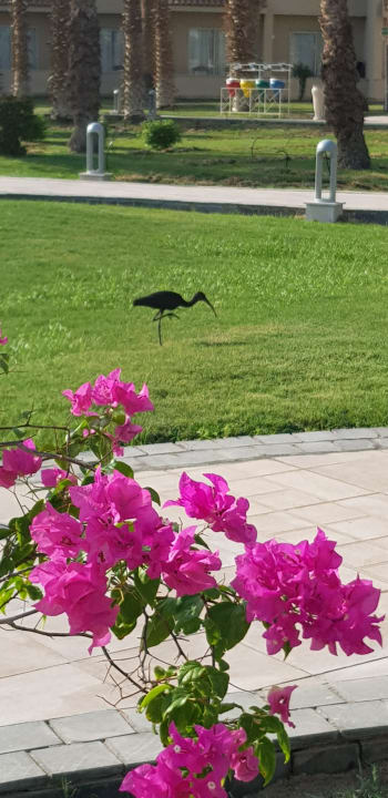 Gartenanlage Beach Albatros Resort