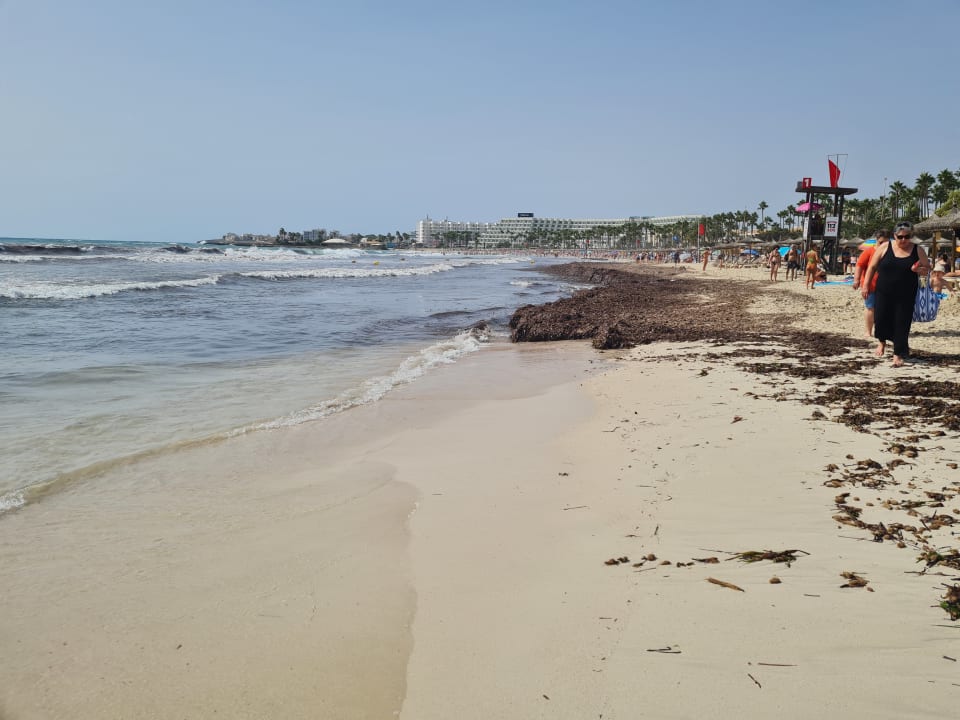 Strand Globales Bouganvilla