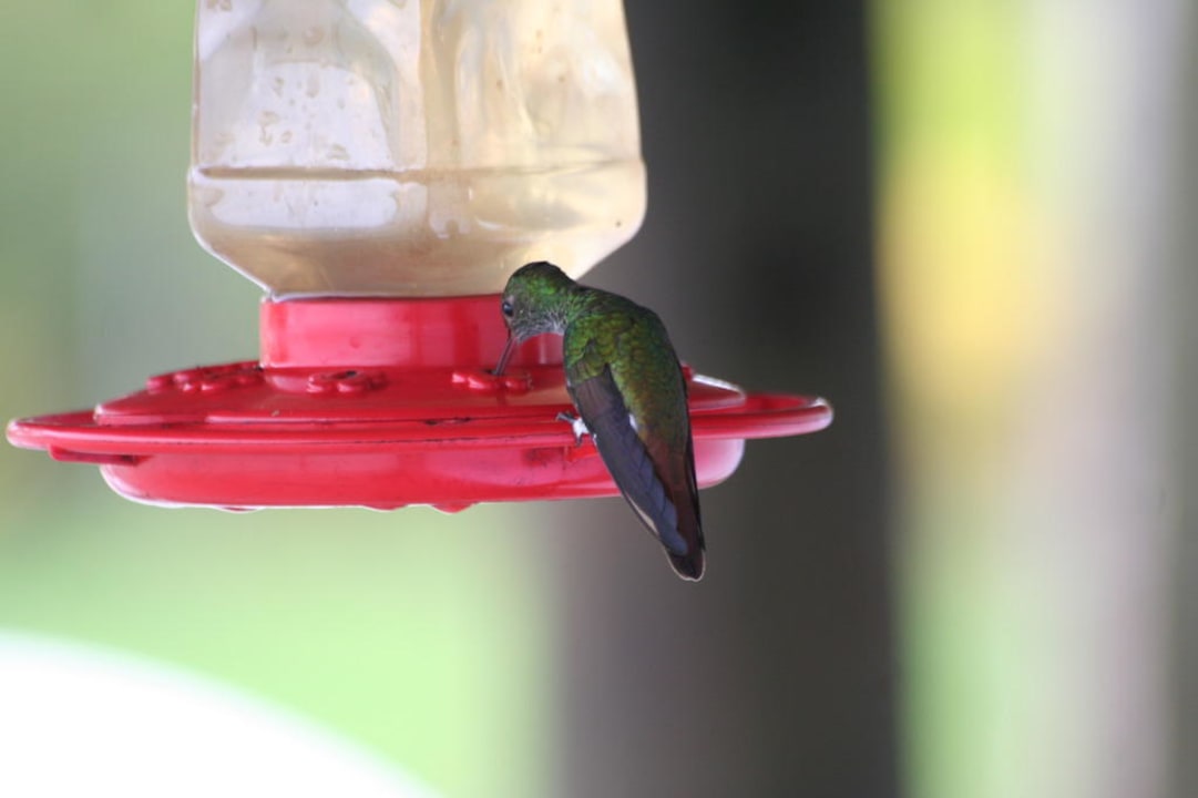 Kolibri auf der Veranda Casa Acuario
