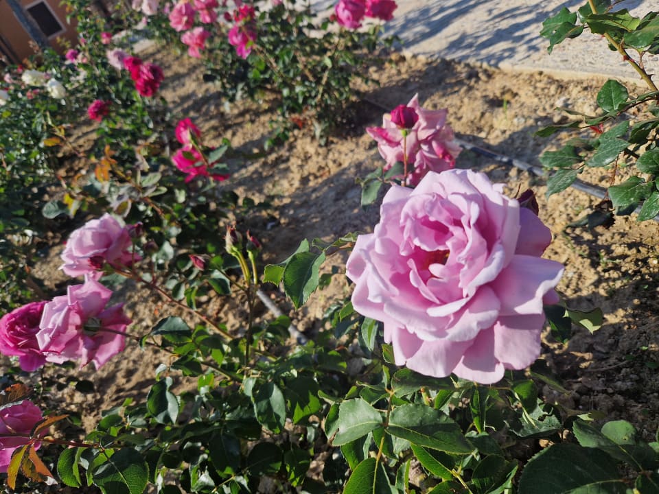 Sonstiges Grecotel LUXME Costa Botanica