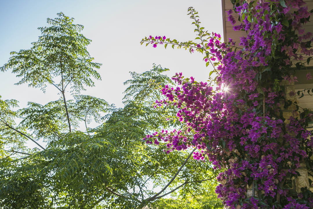 Gartenanlage Ammouda Villas