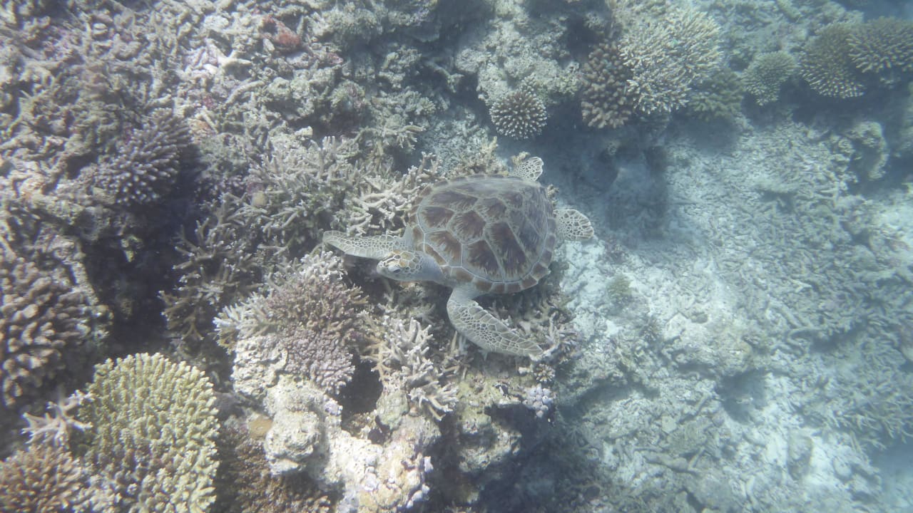 Schildkröte - schöne Tiere Biyadhoo Island Resort