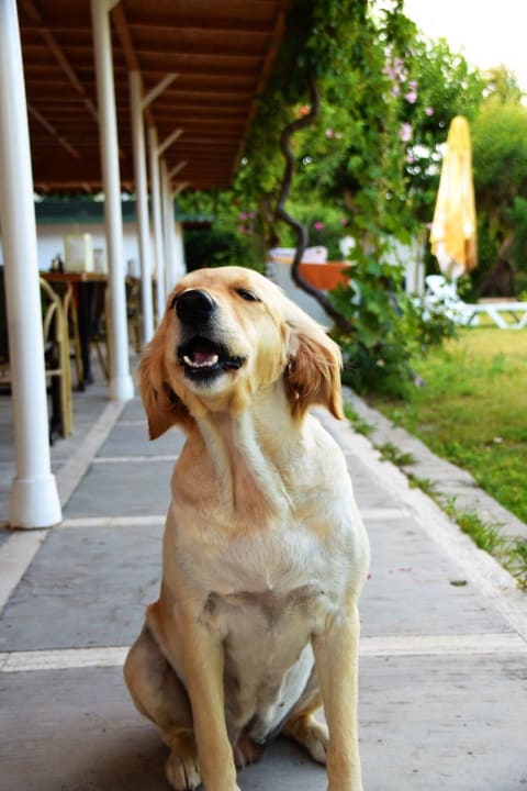 Sonstiges Dogan Paradise Beach