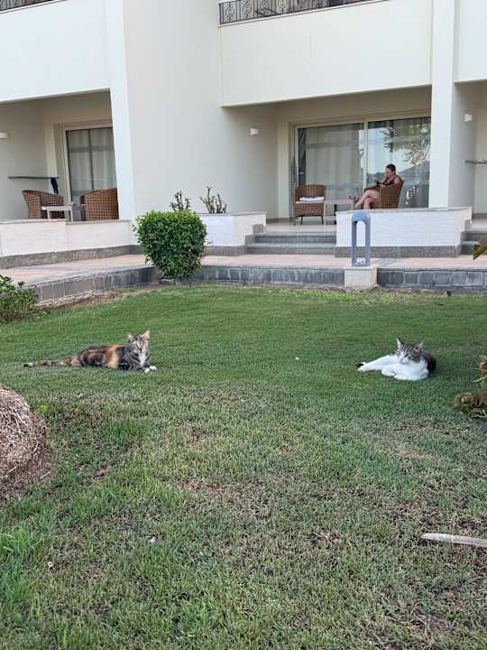 Gartenanlage Pickalbatros Dana Beach Resort - Hurghada