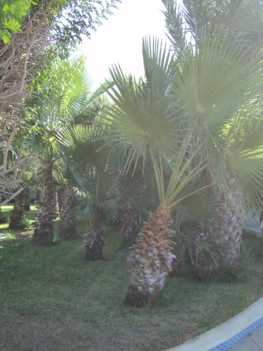 Das einzige Stück wo kein Müll lag  The Ksar Djerba Charming Hotel & SPA