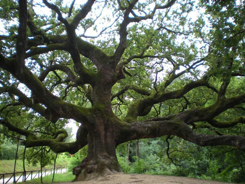 Il Quercione B&B Antica Casa Dei Rassicurati