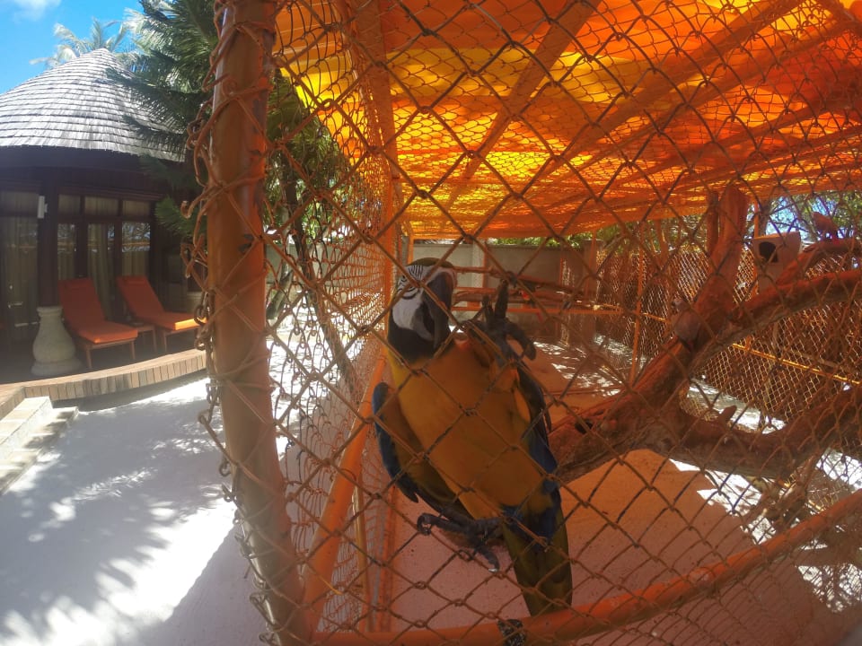 Tolle Vögel bei den Beachvillen Sun Siyam Olhuveli