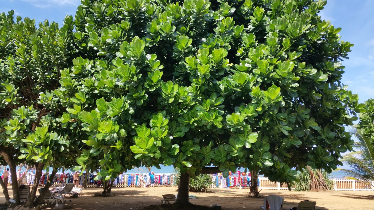 Gartenanlage Turyaa Kalutara