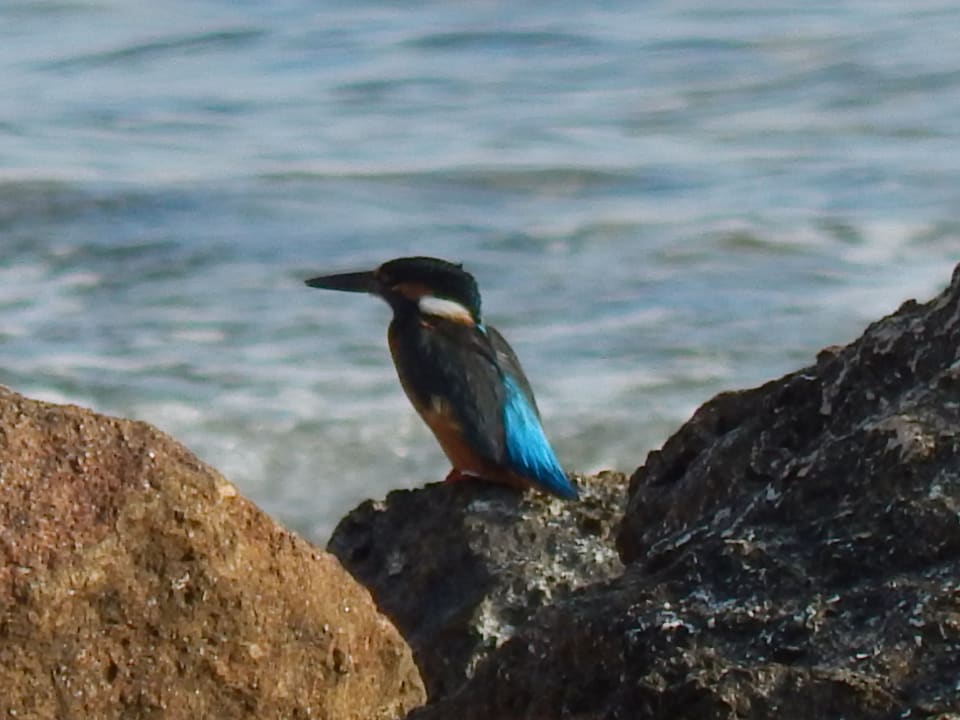 Strand Pickalbatros Citadel Resort