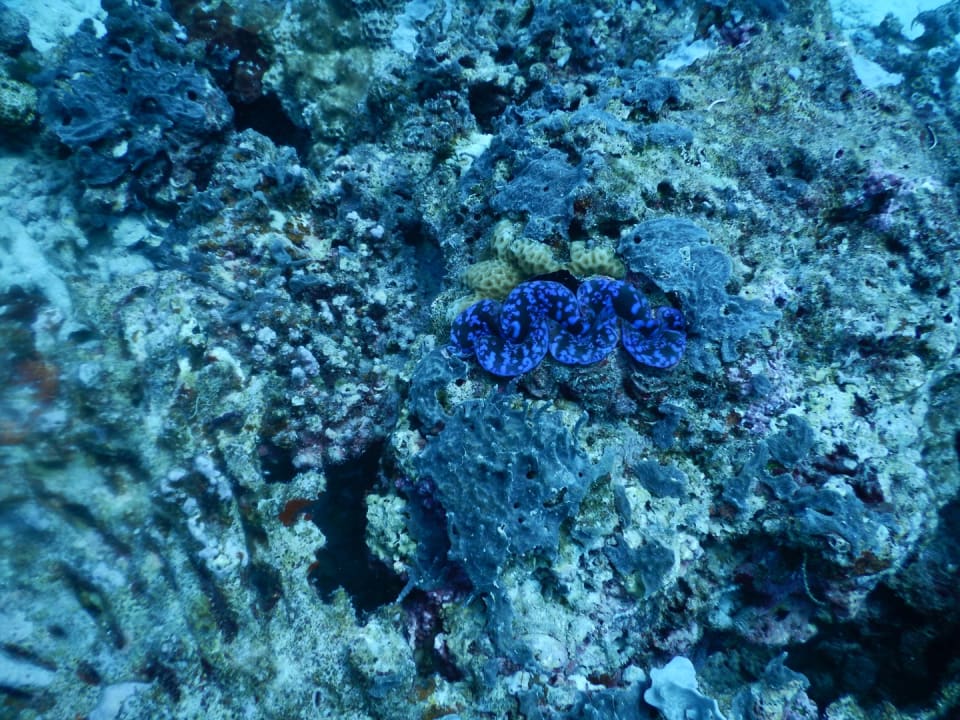 Sport & Freizeit Summer Island Maldives