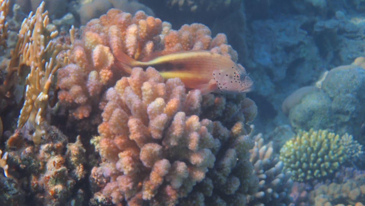 Sport & Freizeit Malikia Resort Abu Dabbab