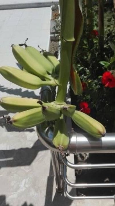 Bananenbäume am Pool Costa Angela Seaside Resort