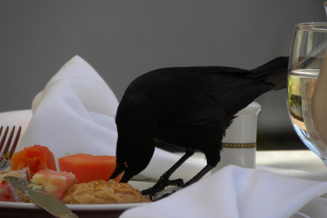 Diebische Vögel Wyndham Alltra Punta Cana