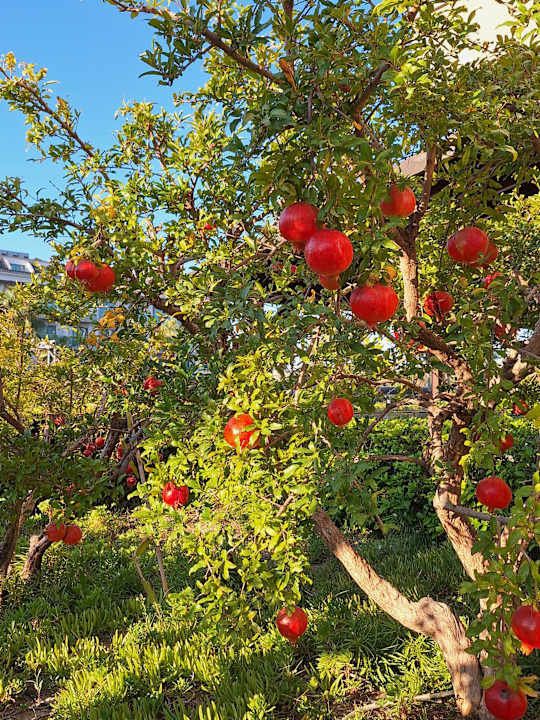 Gartenanlage Mary Hotel Side