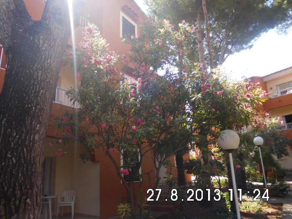 More beautiful plants and trees  HSM Club Torre Blanca