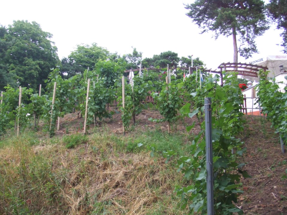 Der "hauseigene Weinberg" Hotel & Restaurant Waldschänke