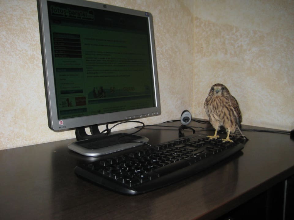 Besuch in der Internet-Ecke allsun App.-Hotel Albatros