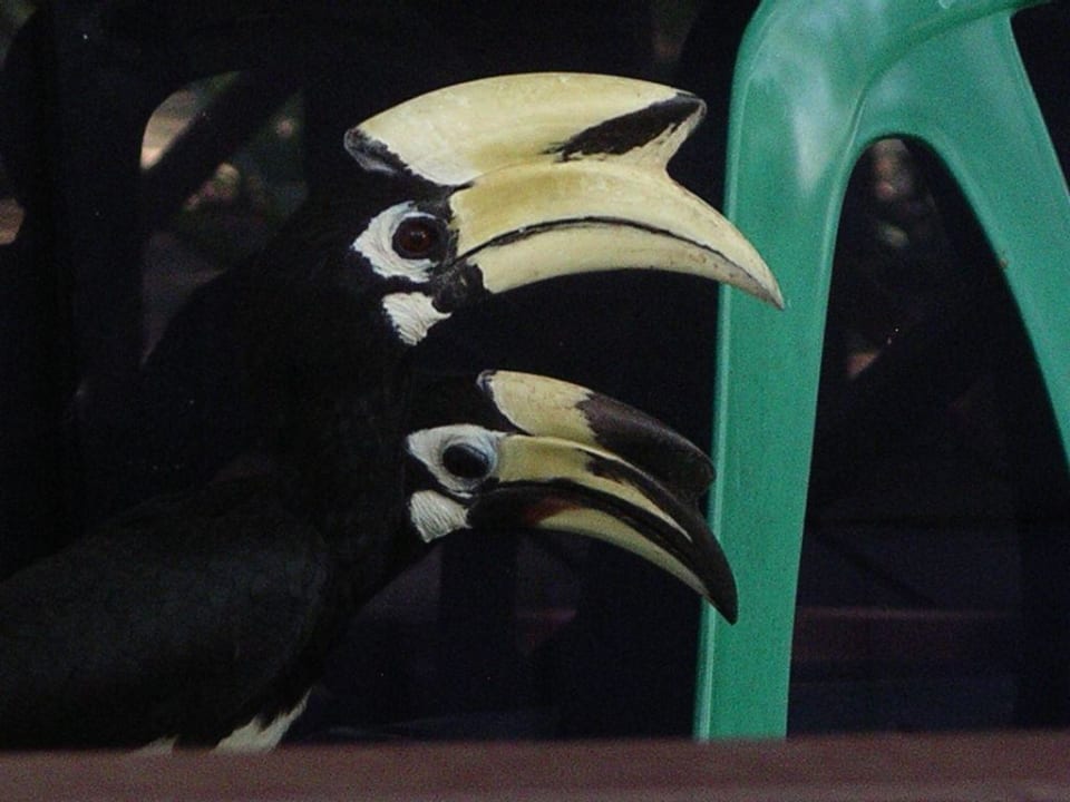 Hornbill-Pärchen Hotel Coral Island Resort
