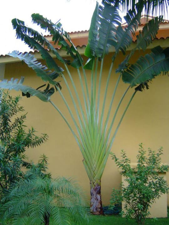 Palme vorm Zimmer Viva Tangerine by Wyndham - All Inclusive Resort