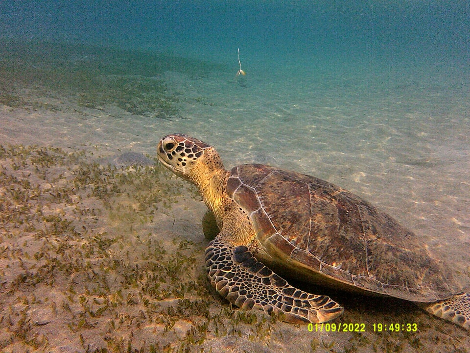 Sport & Freizeit Shams Alam Beach Resort