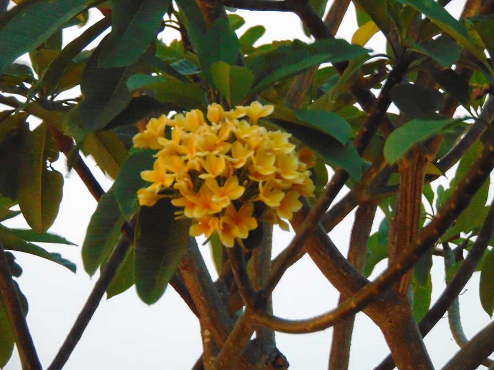 Gartenanlage Hilton Garden Inn Jakarta Taman Palem