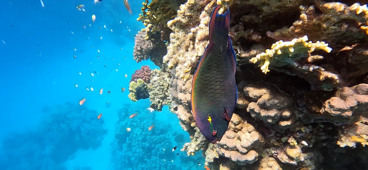 Sport & Freizeit Pickalbatros Sands Hotel - Port Ghalib