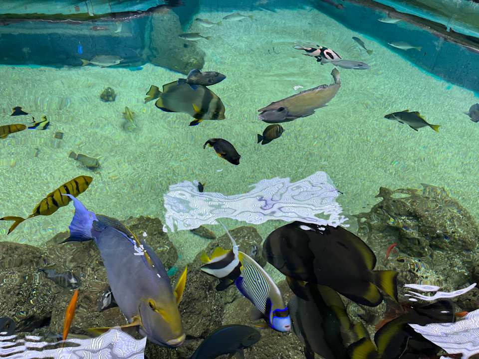 Pool Center Parcs De Kempervennen