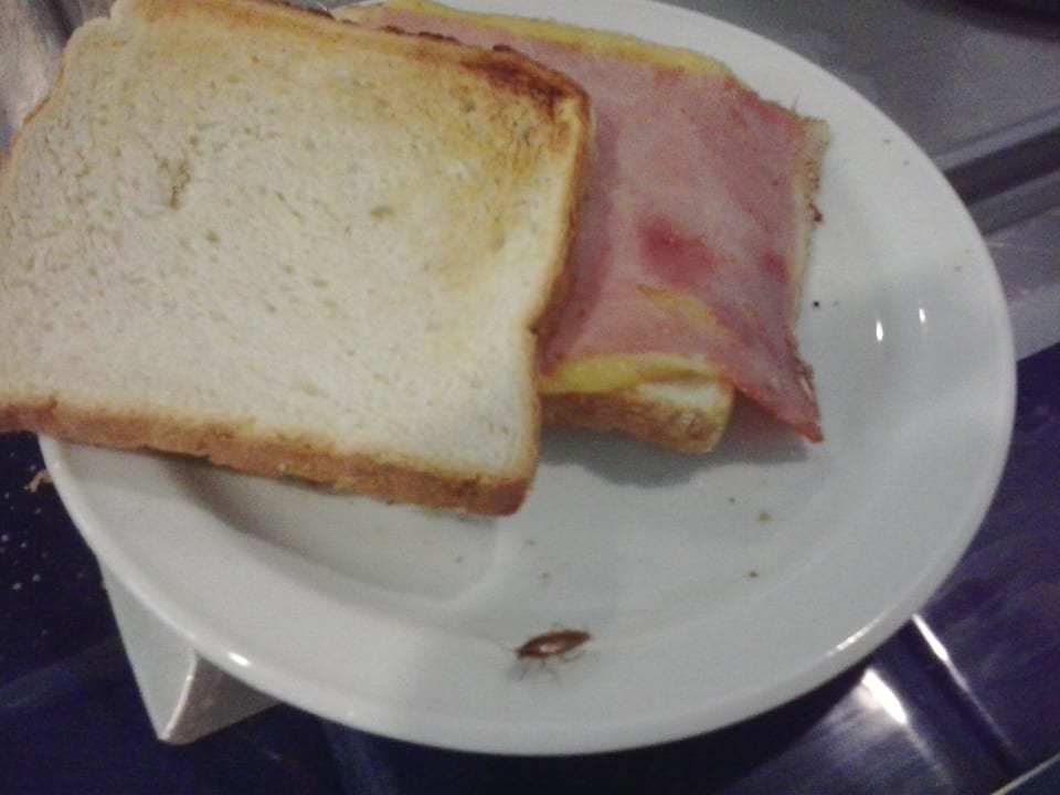 Eine Kakerlake an der Fleischteke (nahe Brottheke) R2 Pajara Beach