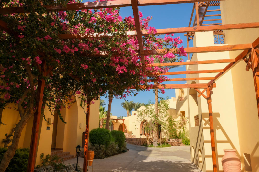 Gartenanlage Steigenberger Coraya Beach - Adults only