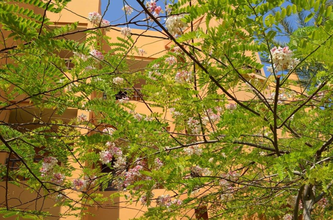 Ogród  Stella Beach Resort & Spa Makadi Bay