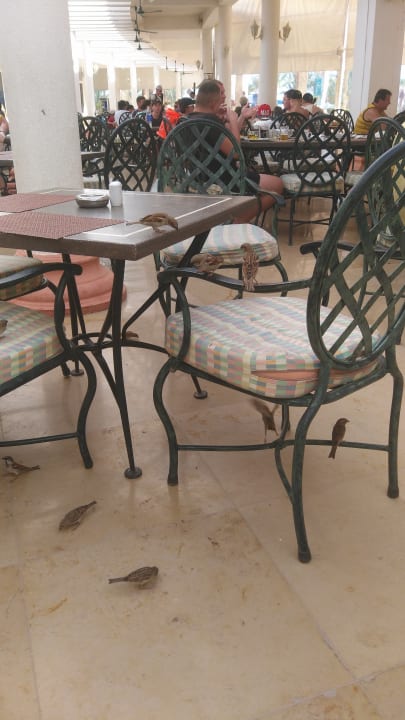 Gastro Pickalbatros Golf Beach Resort