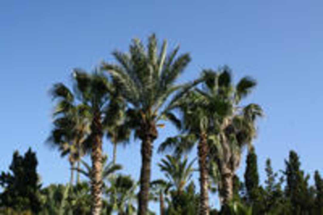 Palmen überall Flipflop Cala Romantica