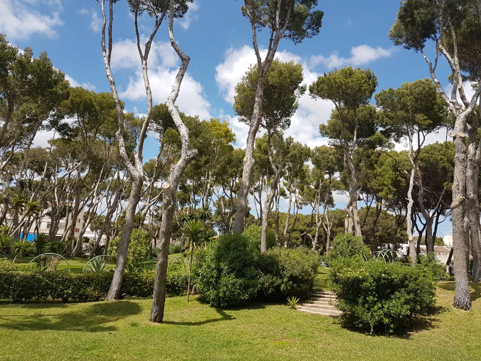 Gartenanlage Hipotels Mediterraneo Club