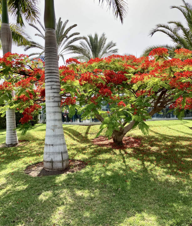 Gartenanlage Hotel Riu Palace Meloneras